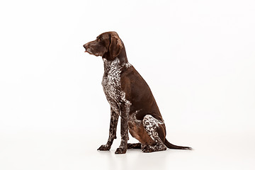 Image showing German Shorthaired Pointer - Kurzhaar puppy dog isolated on white background