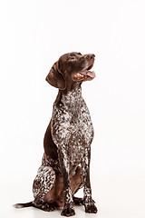 Image showing German Shorthaired Pointer - Kurzhaar puppy dog isolated on white background