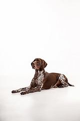 Image showing German Shorthaired Pointer - Kurzhaar puppy dog isolated on white background