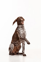 Image showing German Shorthaired Pointer - Kurzhaar puppy dog isolated on white background