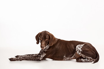 Image showing German Shorthaired Pointer - Kurzhaar puppy dog isolated on white background