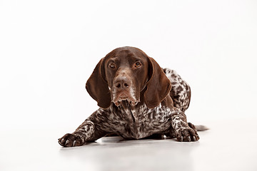 Image showing German Shorthaired Pointer - Kurzhaar puppy dog isolated on white background