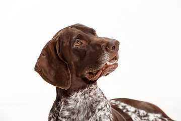 Image showing German Shorthaired Pointer - Kurzhaar puppy dog isolated on white background