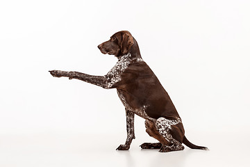 Image showing German Shorthaired Pointer - Kurzhaar puppy dog isolated on white background