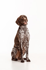 Image showing German Shorthaired Pointer - Kurzhaar puppy dog isolated on white background