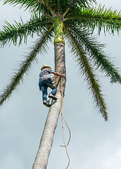 Image showing Adult male climbs coconut tree to get coco nuts