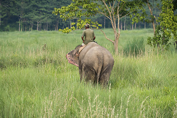 Image showing Mahout or elephant rider riding a female elephant