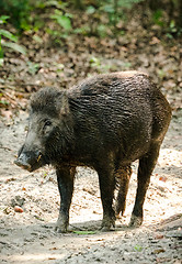 Image showing Wild boar male feeding in the jungle