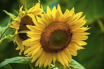 Image showing Sunflower and bees in the garden