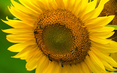 Image showing Sunflower and bees in the garden