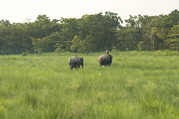 Image showing Mahout or elephant rider with two elephants