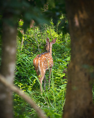 Image showing spotted or sika deer in the jungle