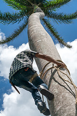 Image showing Adult male climbs coconut tree to get coco nuts