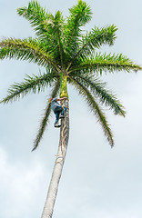 Image showing Adult male climbs coconut tree to get coco nuts