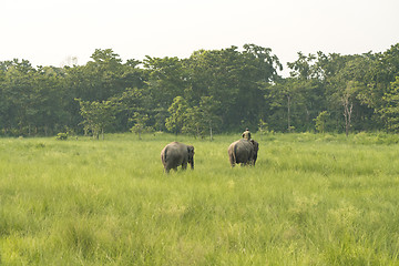 Image showing Mahout or elephant rider with two elephants