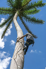 Image showing Adult male climbs coconut tree to get coco nuts