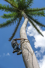 Image showing Adult male climbs coconut tree to get coco nuts