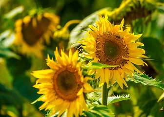 Image showing Sunflower and bees in the garden