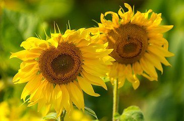 Image showing Sunflower and bees in the garden