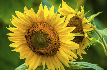 Image showing Sunflower and bees in the garden