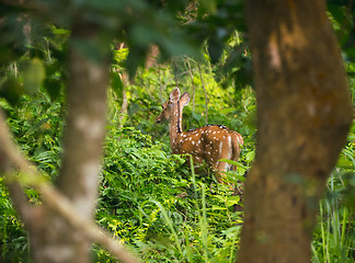 Image showing spotted or sika deer in the jungle