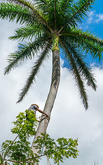 Image showing Adult male climbs coconut tree to get coco nuts