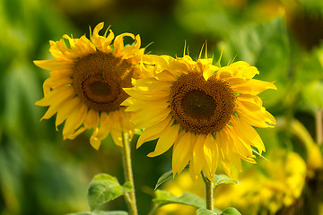 Image showing Sunflower and bees in the garden