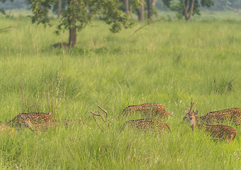 Image showing Sika or spotted deers herd in the elephant grass