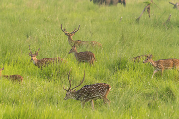 Image showing Sika or spotted deers herd in the elephant grass