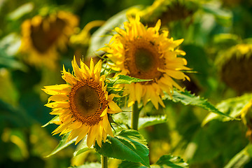 Image showing Sunflower and bees in the garden