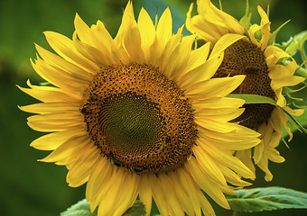 Image showing Sunflower and bees in the garden