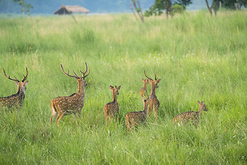 Image showing Sika or spotted deers herd in the elephant grass