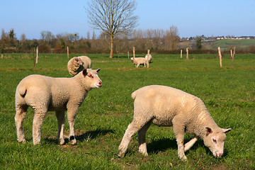 Image showing Sheeps pasture