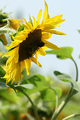 Image showing Backlighted sunflower
