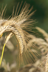 Image showing Curved wheat