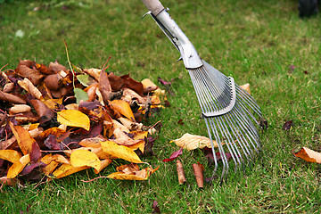 Image showing Raking the leaves