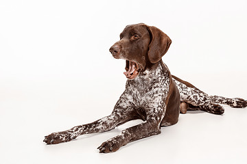 Image showing German Shorthaired Pointer - Kurzhaar puppy dog isolated on white background