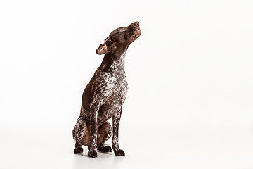Image showing German Shorthaired Pointer - Kurzhaar puppy dog isolated on white background