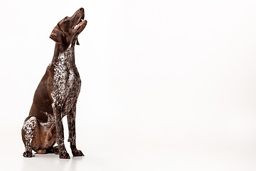 Image showing German Shorthaired Pointer - Kurzhaar puppy dog isolated on white background