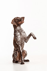 Image showing German Shorthaired Pointer - Kurzhaar puppy dog isolated on white background