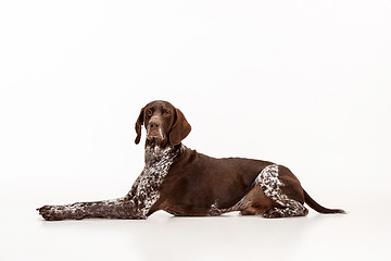 Image showing German Shorthaired Pointer - Kurzhaar puppy dog isolated on white background