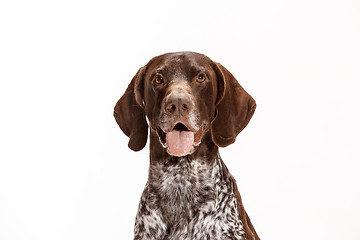 Image showing German Shorthaired Pointer - Kurzhaar puppy dog isolated on white background