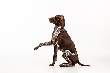 Image showing German Shorthaired Pointer - Kurzhaar puppy dog isolated on white background