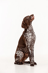 Image showing German Shorthaired Pointer - Kurzhaar puppy dog isolated on white background