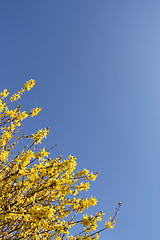 Image showing Yellow Forsythia