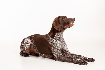 Image showing German Shorthaired Pointer - Kurzhaar puppy dog isolated on white background