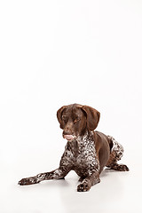 Image showing German Shorthaired Pointer - Kurzhaar puppy dog isolated on white background