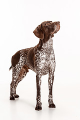 Image showing German Shorthaired Pointer - Kurzhaar puppy dog isolated on white background