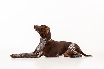 Image showing German Shorthaired Pointer - Kurzhaar puppy dog isolated on white background