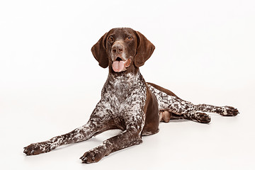 Image showing German Shorthaired Pointer - Kurzhaar puppy dog isolated on white background